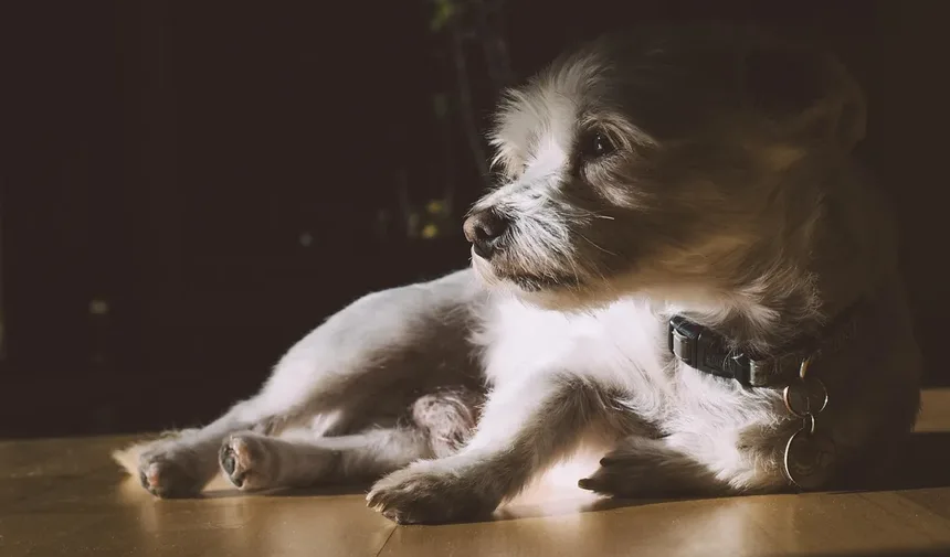 Como Saber se as Gengivas do Seu Cão Estão Saudáveis: Guia Completo