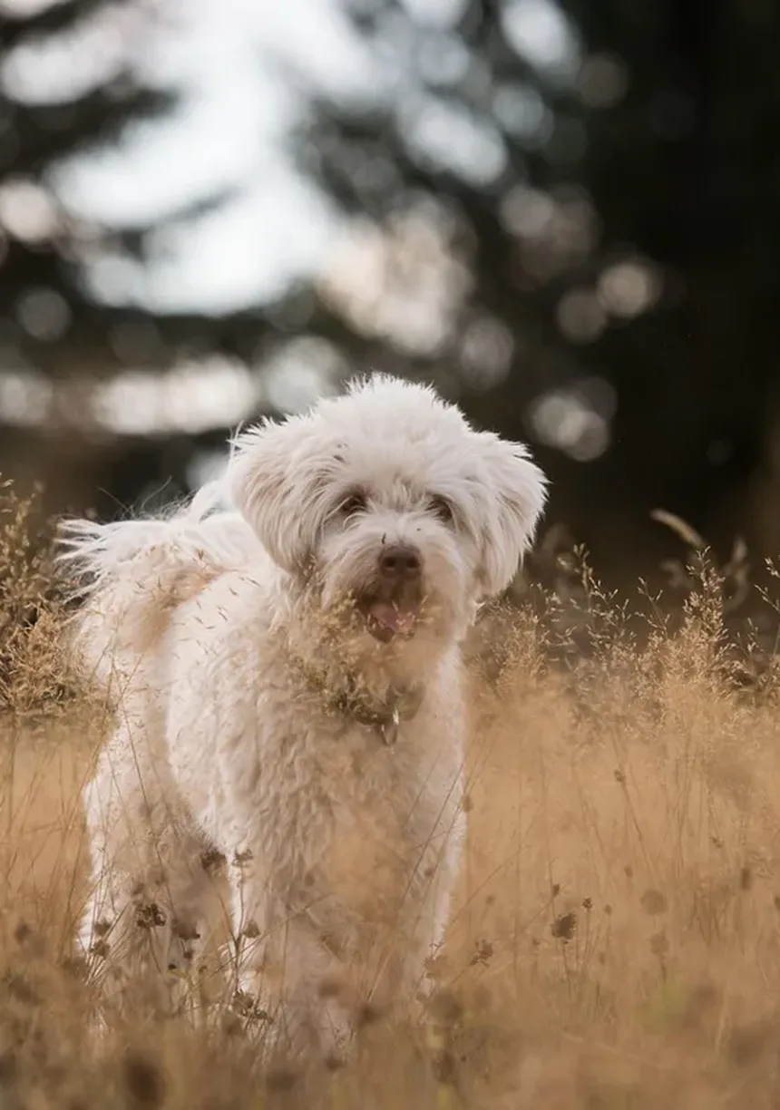 Como Passear com Seu Cão no Verão: 10 Dicas Essenciais