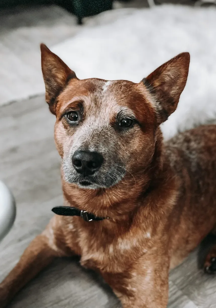 Mirtazapina para Cães: Como Funciona e Quando Usar
