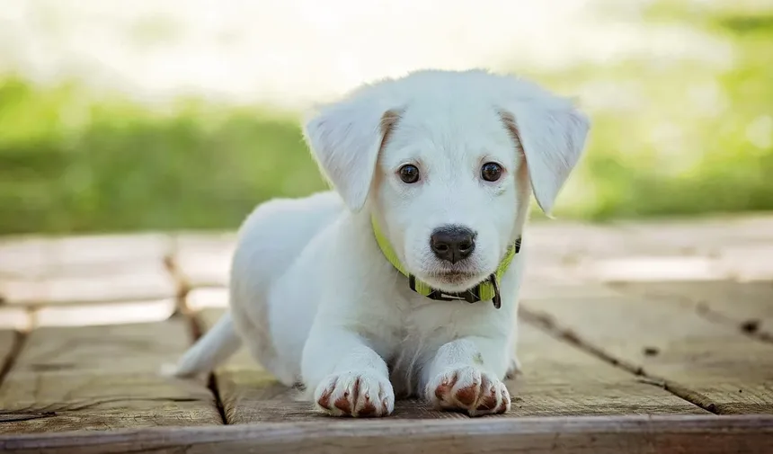 Por Que Meu Cachorro Faz Cocô Dentro de Casa? 7 Razões e Soluções