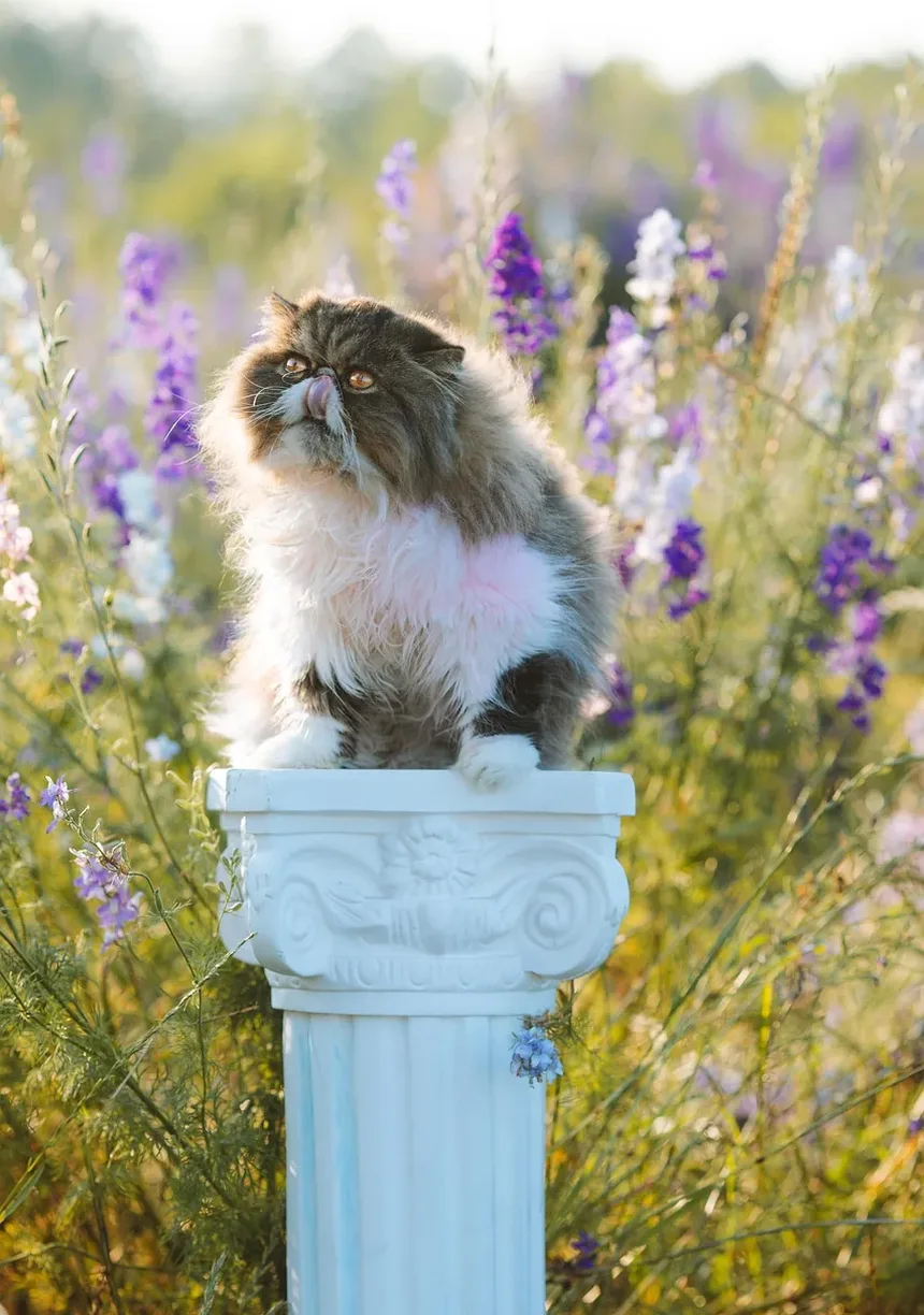 Atividades Envolventes para Gatos Idosos: Mantendo Seu Felino Sênior Ativo e Feliz
