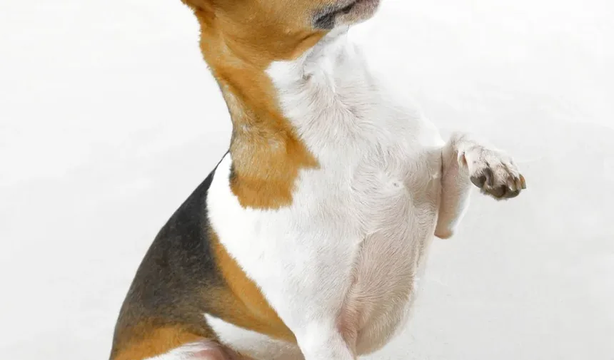 Todas as Frutas Tóxicas para Cães: Um Guia Completo