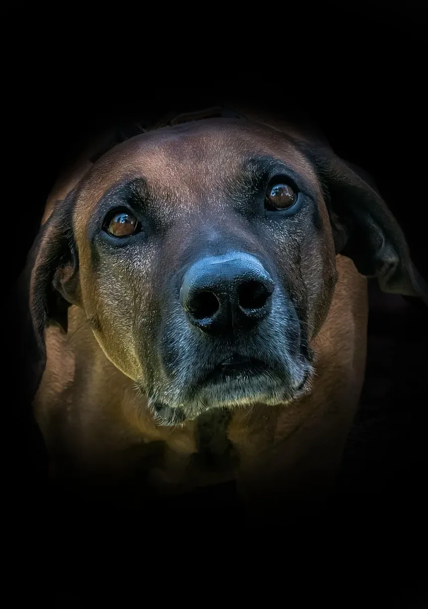 Melhor Medicamento para Artrite em Cães Sem Receita na Austrália