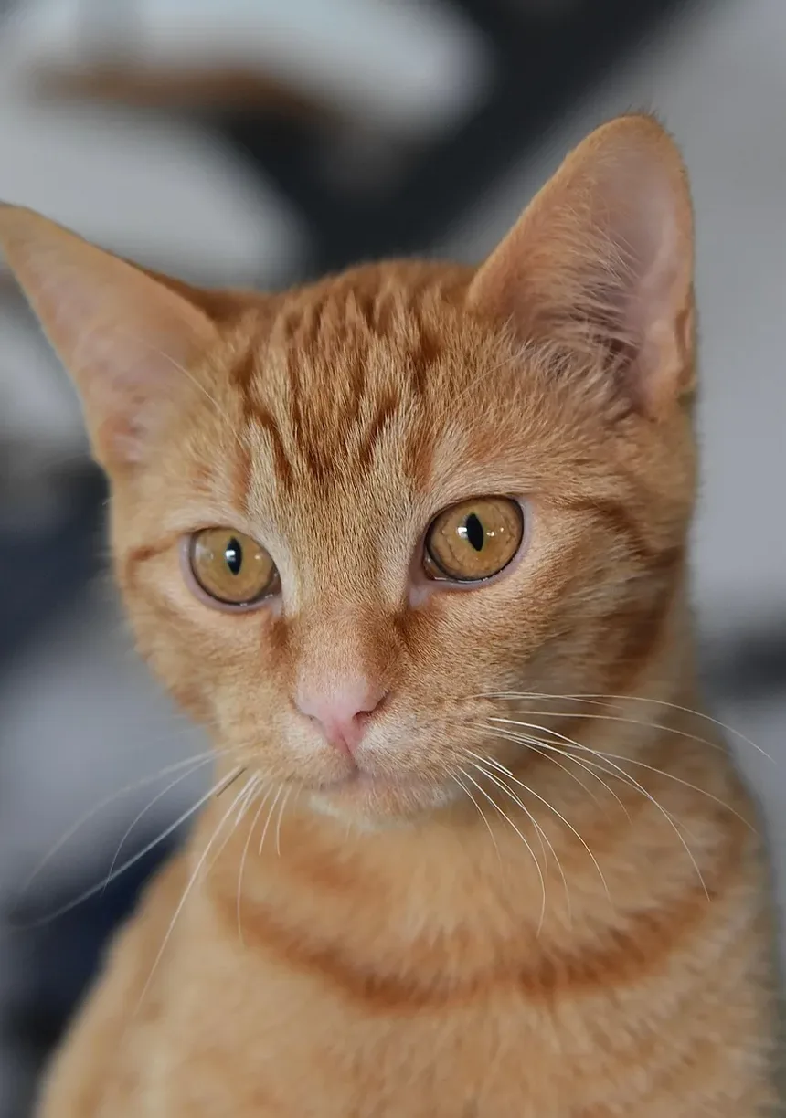 Melhor Ração para Gatos de Apartamento com Bolas de Pelo