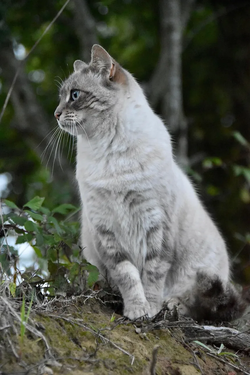 Melhor Spray Antipulgas para Casa: Opções Seguras para Gatos