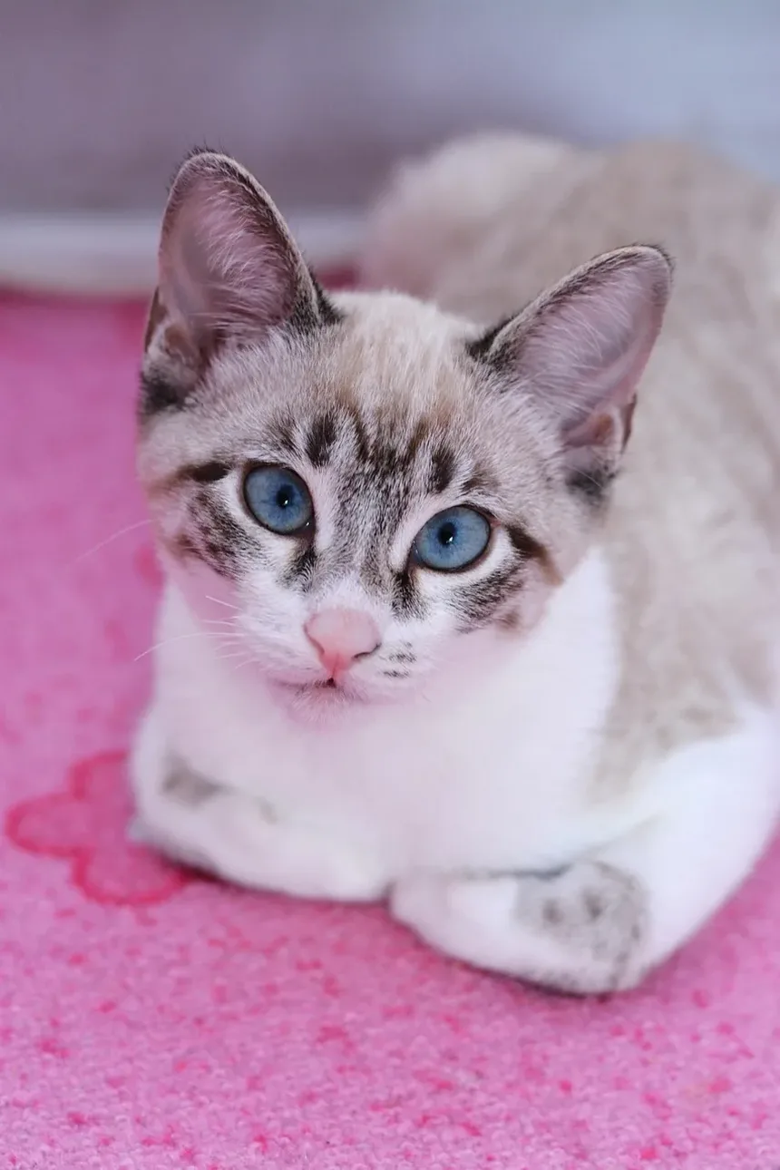 Melhor Tratamento contra Pulgas para Gatos que Odiem Água