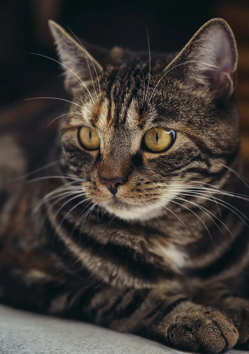Melhor Tratamento contra Pulgas para Gatos que Odiem Água
