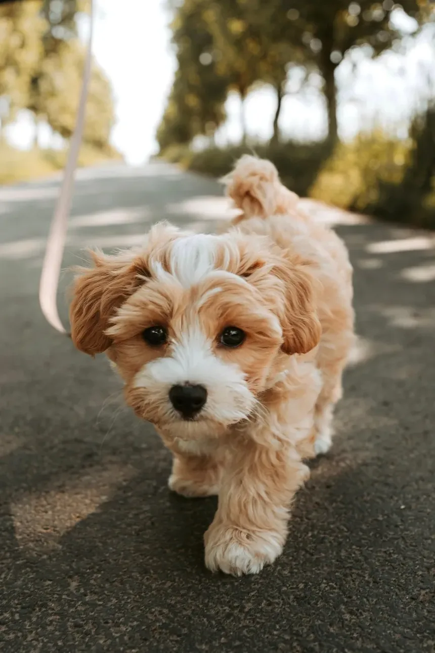 Melhor Alimentação para Cães Alérgicos a Ácaros de Armazenamento: Um Guia Completo