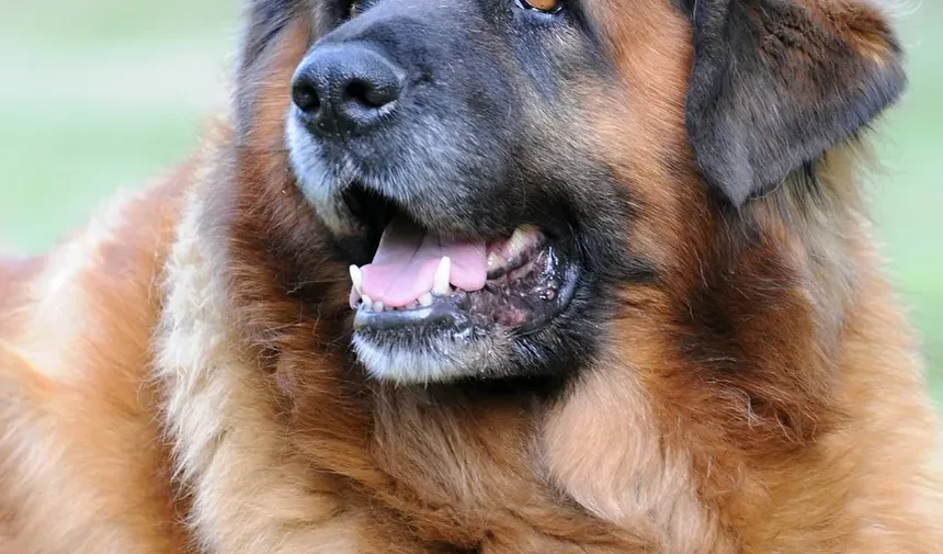 Melhor Alimentação para Cães com Coceira no Reino Unido: Um Guia Completo
