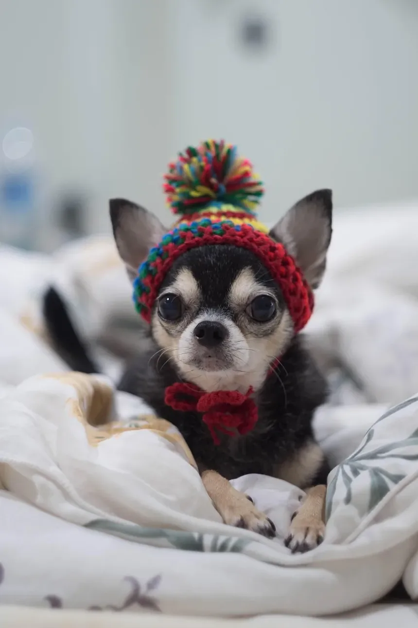 Melhor Alimentação para Alergias de Pele em Cães: Um Guia Completo