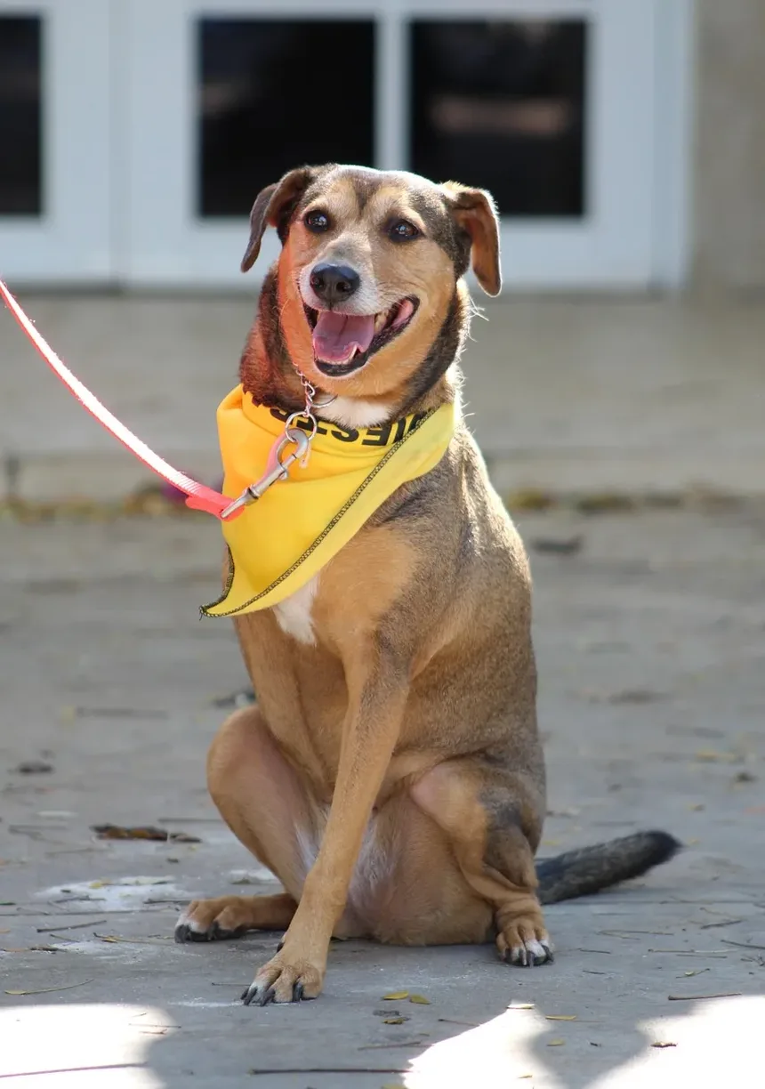 Melhor Comida Caseira para Cães com Alergias