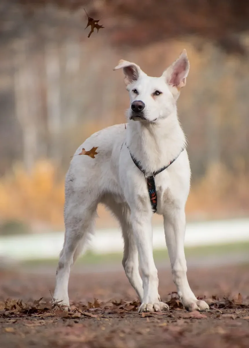 Melhor Dieta Caseira para Cães com Hipotireoidismo