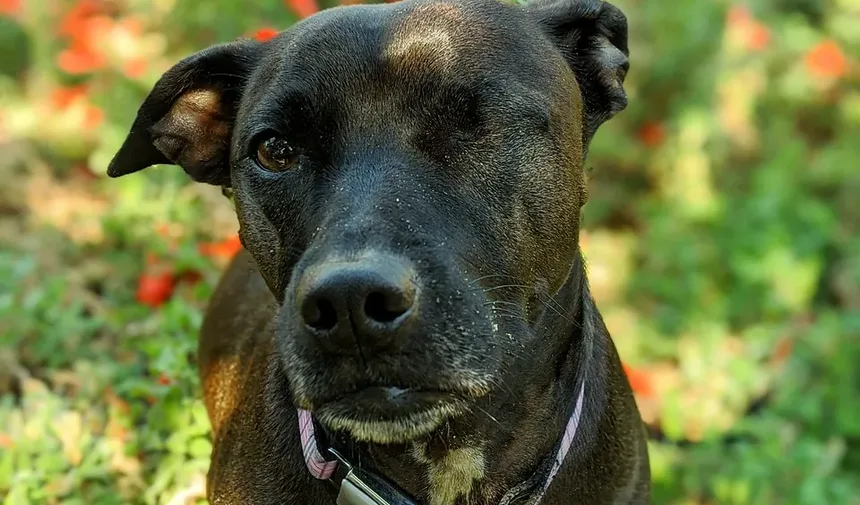 Melhor Dieta Caseira para Cães com Hipotireoidismo