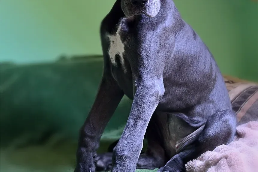 Melhor Dieta Caseira para Cães com Hipotireoidismo