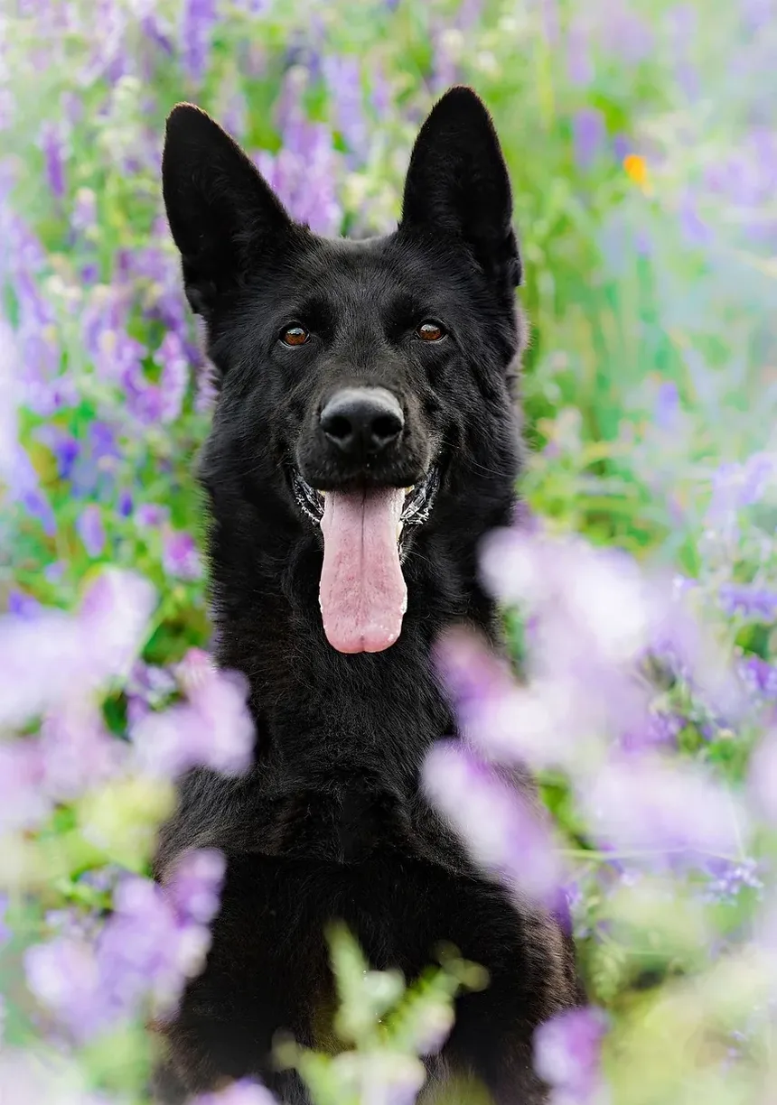 Melhor Comida Caseira para Cães com Doença de Addison