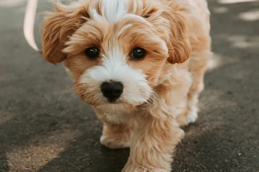 Melhor Comida Caseira para Cães com Doença de Addison