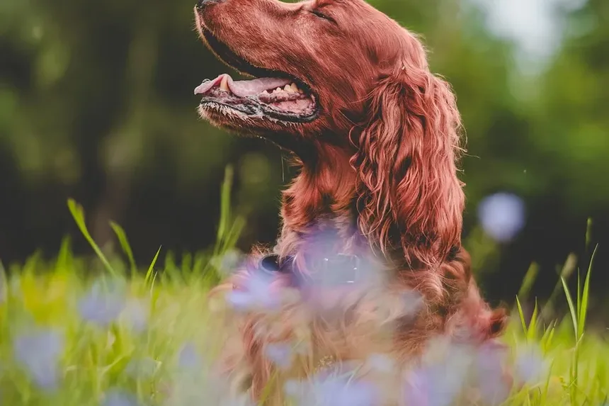 Melhor Comida Caseira para Cães com Doença de Cushing