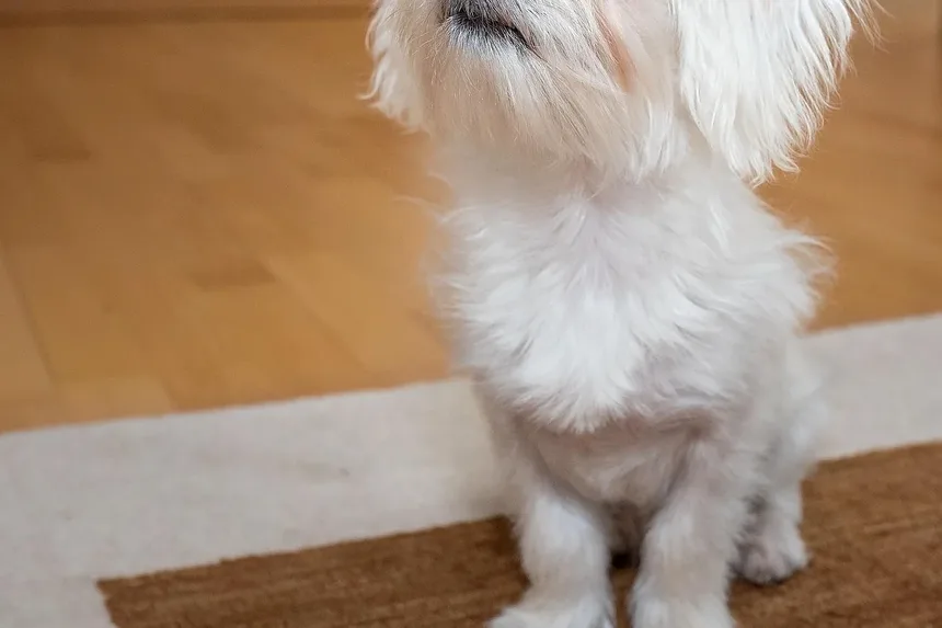 Melhor Comida Caseira para Cães com Cálculos de Cistina