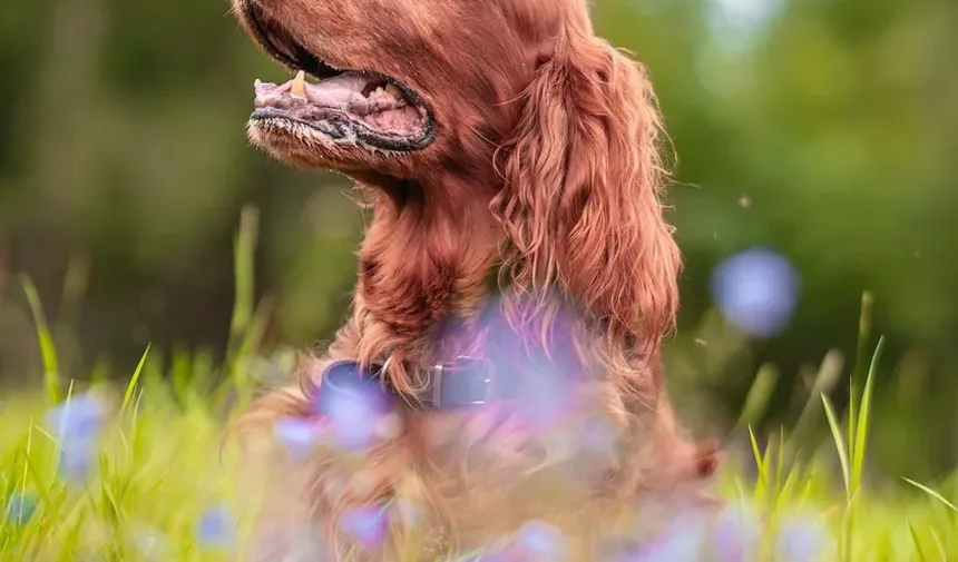 Melhor Comida Caseira para Cães com Estômagos Sensíveis
