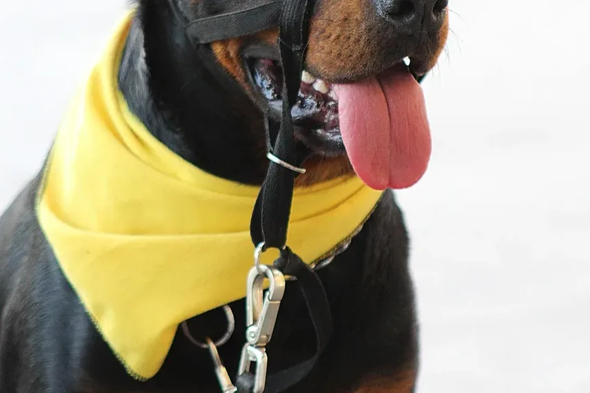 Melhor Comida Caseira para Cães com Estômagos Sensíveis