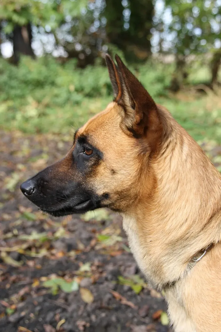 Melhor Comida Caseira para Cães com Gases