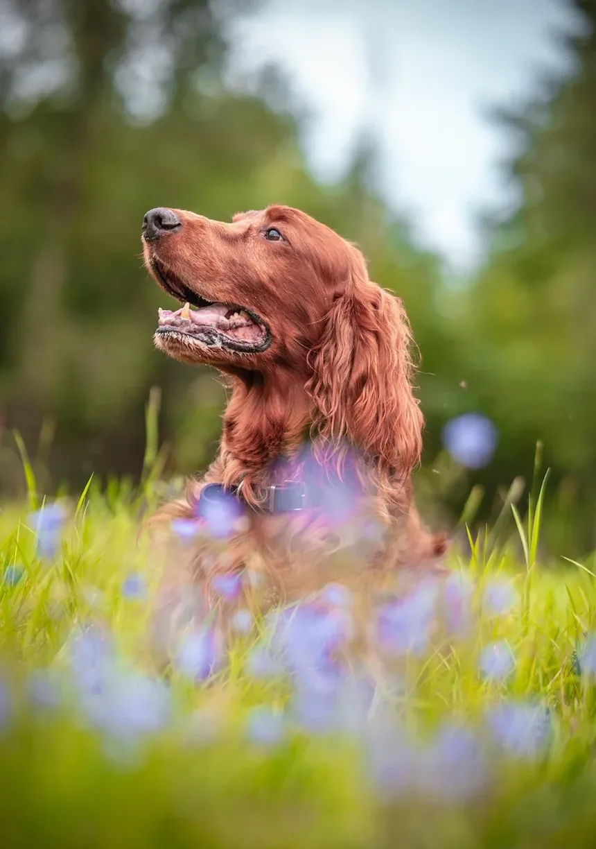Melhor Comida Caseira para Cães com Gases