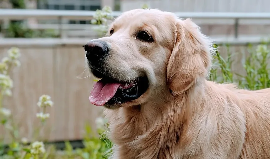 Melhor Comida Caseira para Cães com Gases