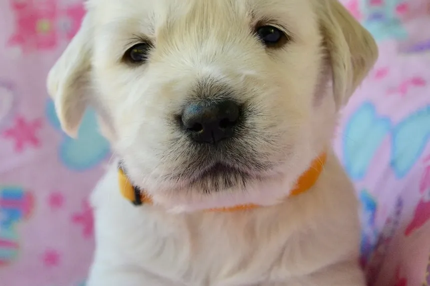 Melhor Comida Caseira para Cães com Gases