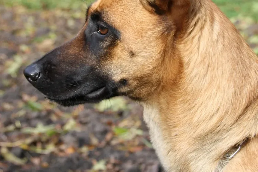 Melhor Comida Caseira para Cães Golden Retriever: Um Guia Completo