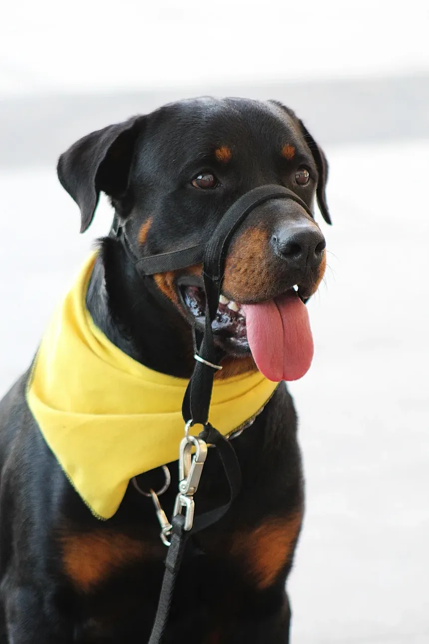 Melhor Comida Caseira para Cães para Pointer Alemão de Pelo Curto