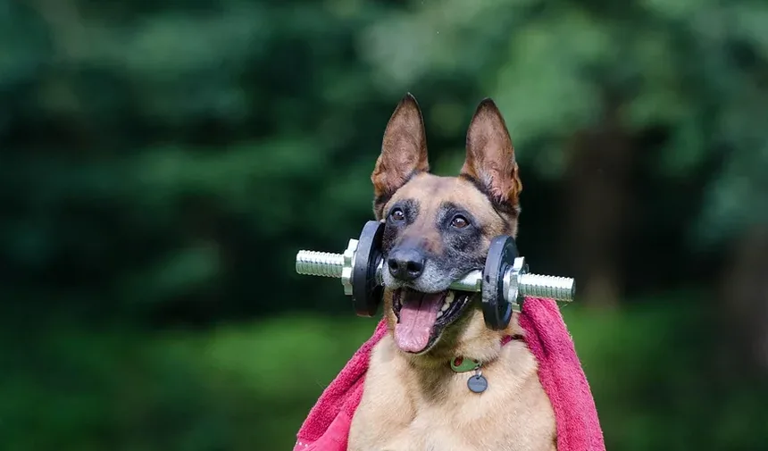 Melhor Comida Caseira para Cães para Pointer Alemão de Pelo Curto