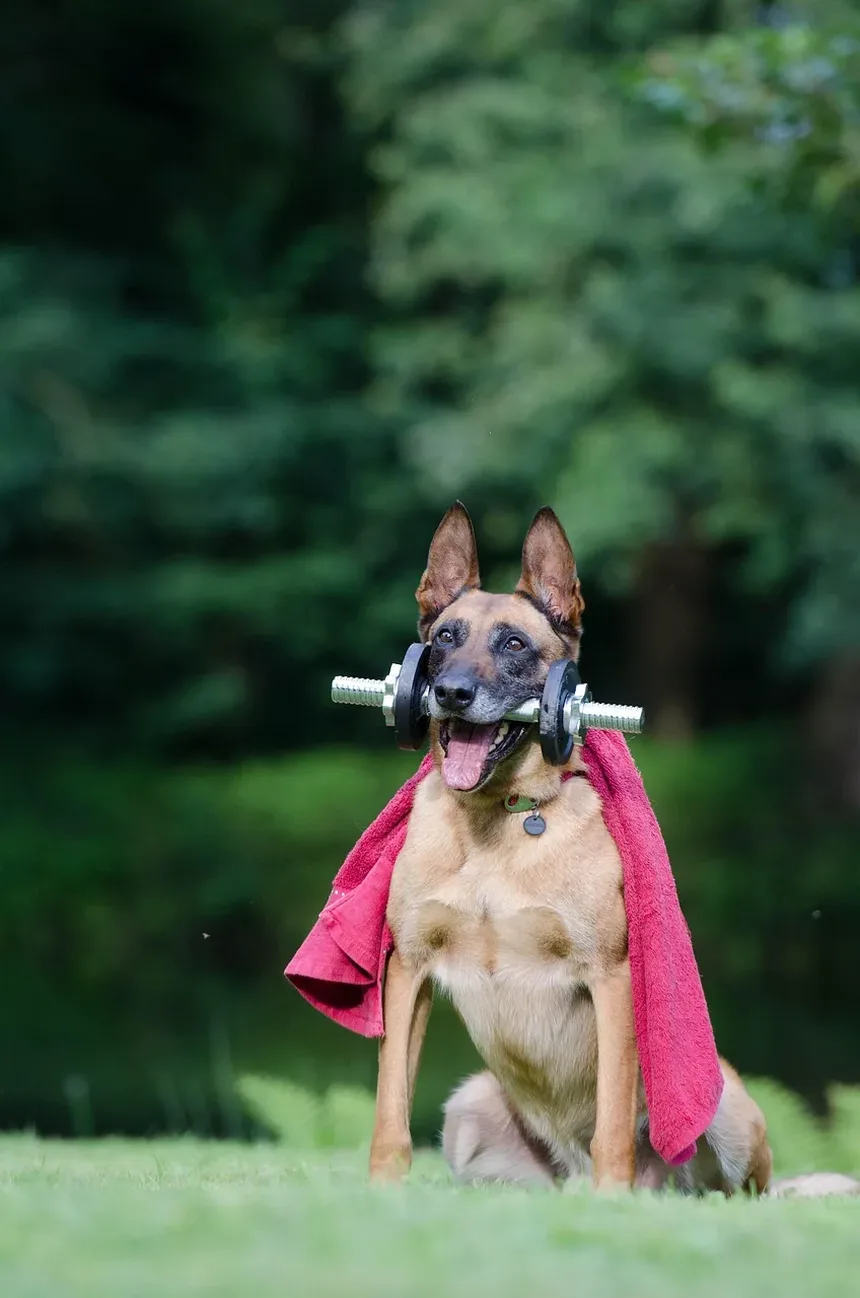 Melhor Comida Caseira para Cães para a Saúde Intestinal
