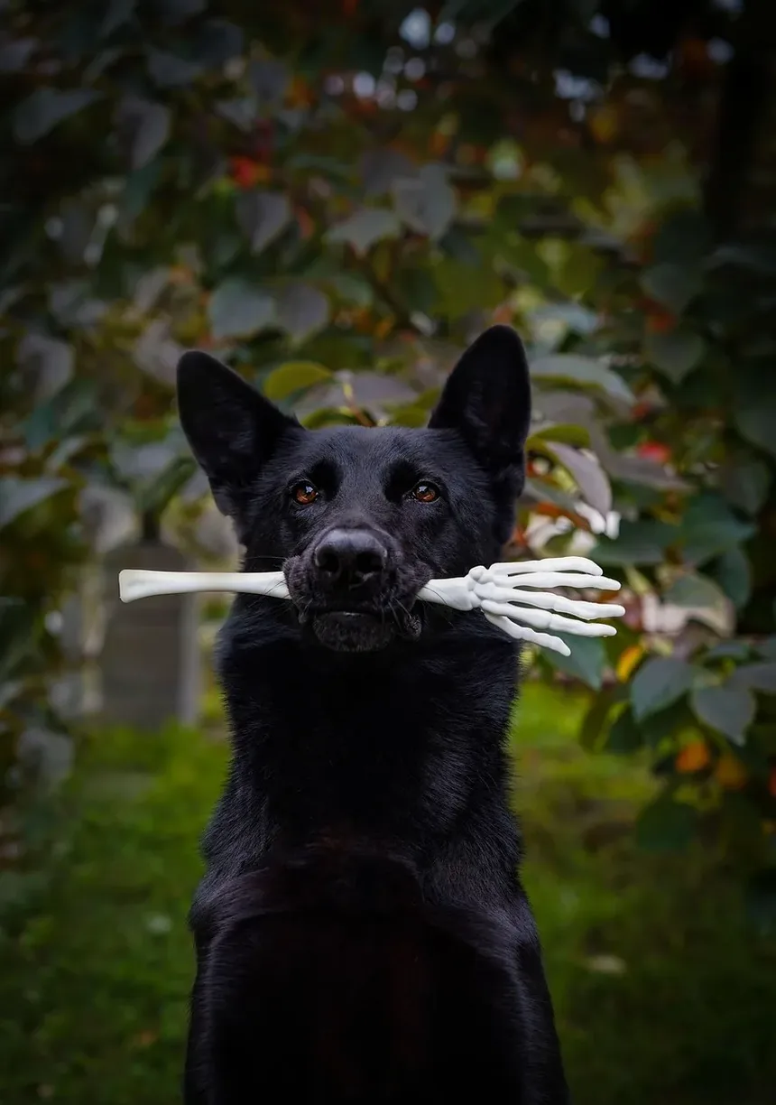 Melhor Comida Caseira para Cães para a Saúde Intestinal