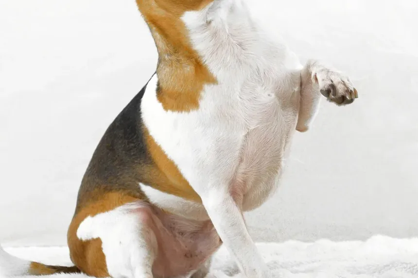 Melhor Comida Caseira para Cães para a Saúde Intestinal