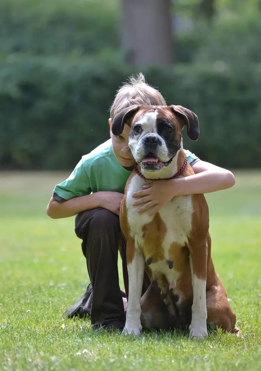 Melhor Comida Caseira para Cães Havanese: Um Guia Completo
