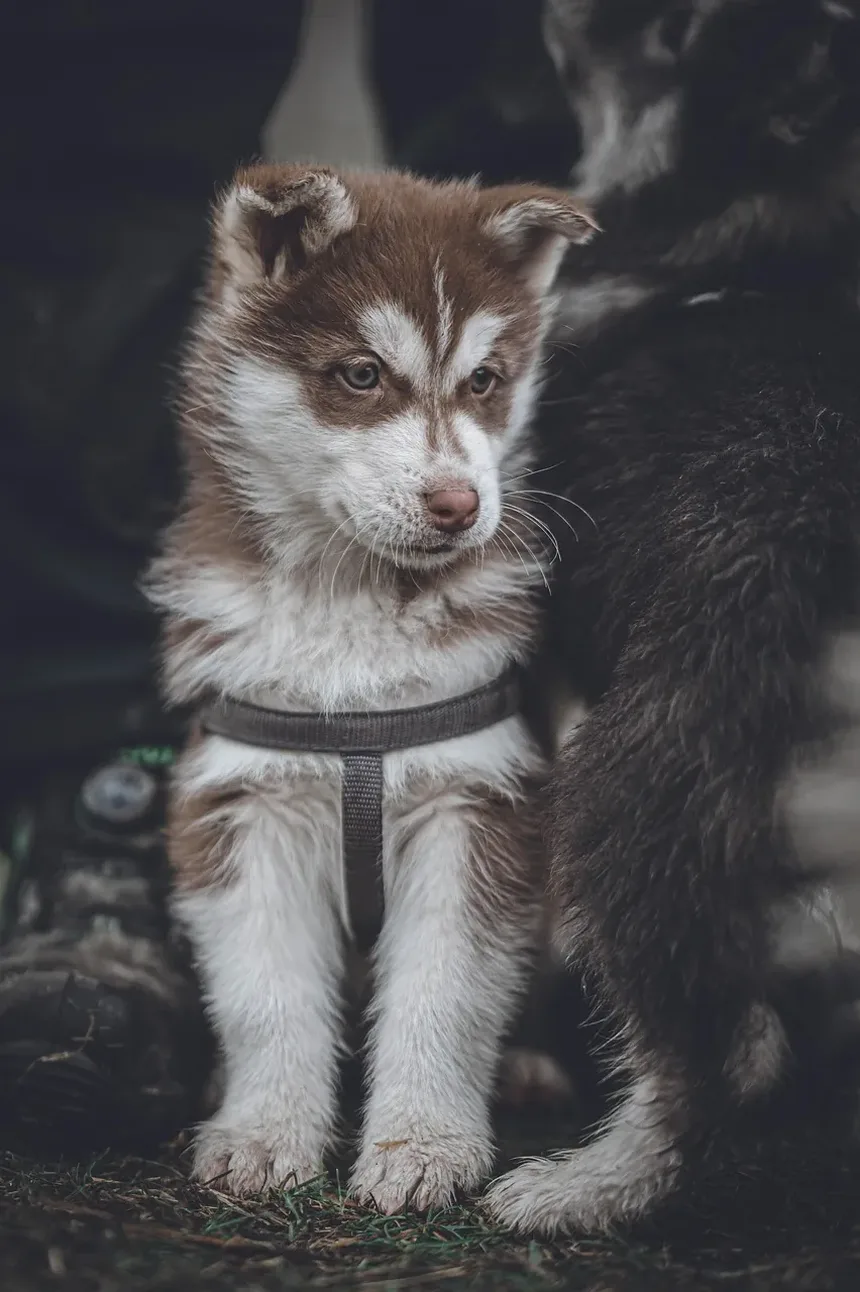 Melhor Comida Caseira para Huskies