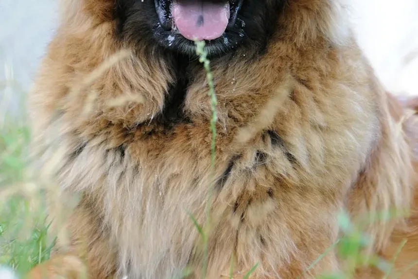 Melhor Comida Caseira para Huskies