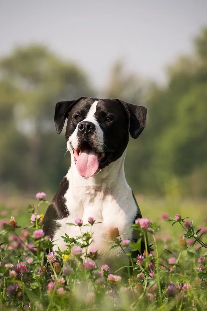Melhor Comida Caseira para Cães para a Saúde das Articulações