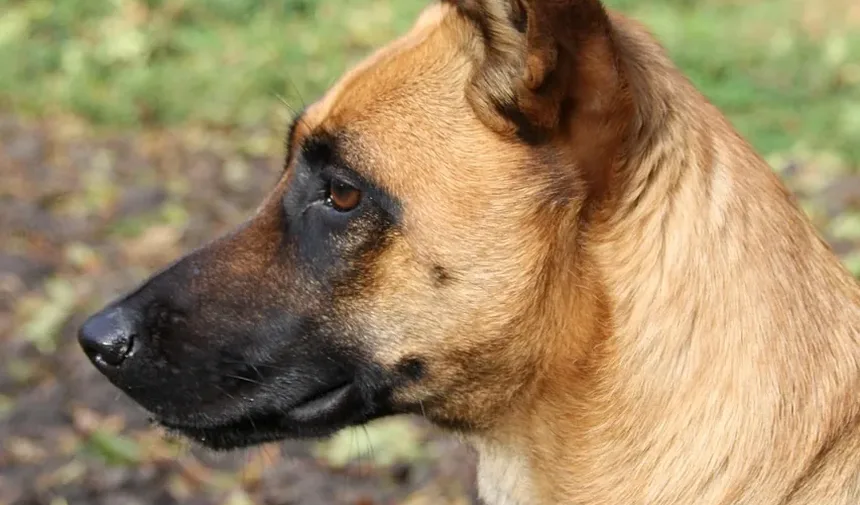 Melhor Comida Caseira para Cães para a Saúde das Articulações