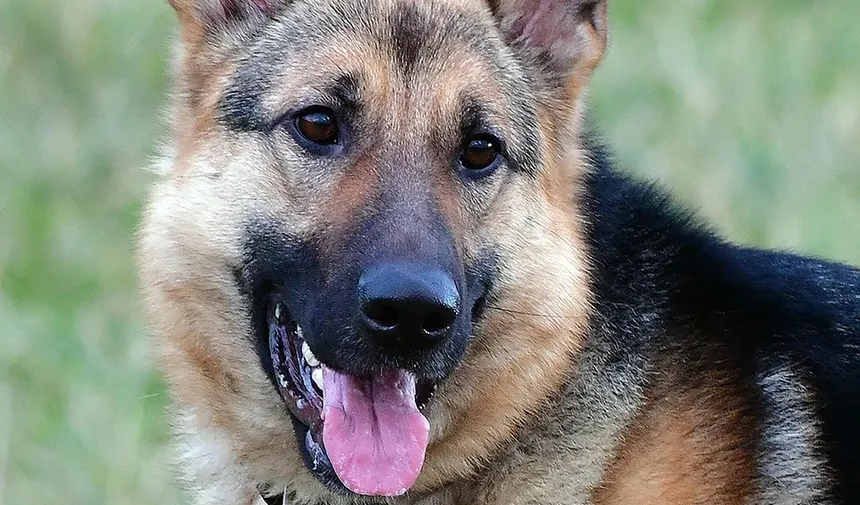Melhor Comida Caseira para Pitbulls com Alergias de Pele