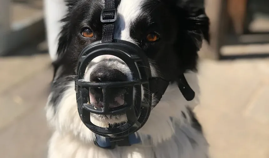 Melhor Comida Caseira para Cães para Saúde Urinária