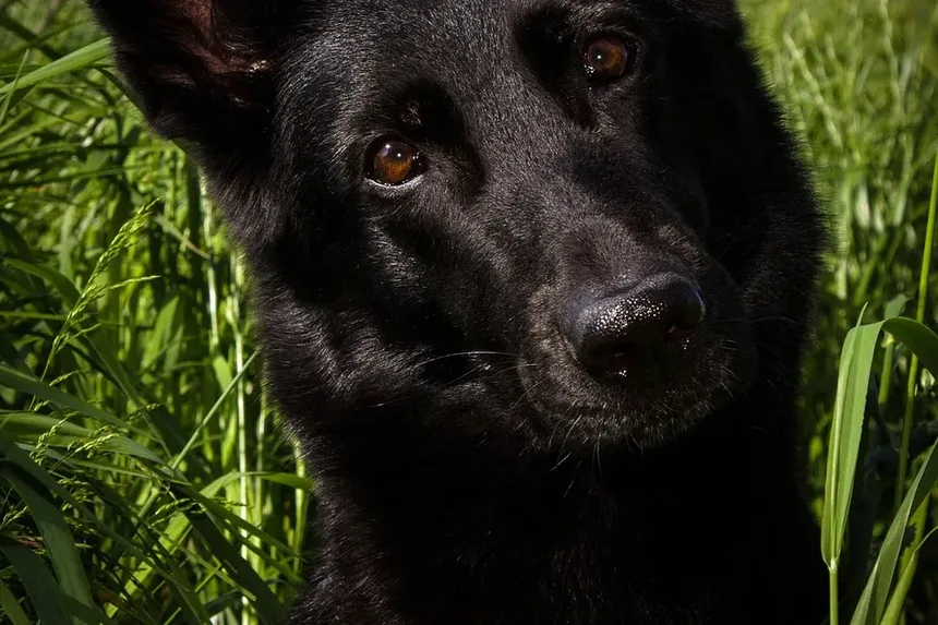 Melhor Comida Caseira para Cães com Problemas de Levedura