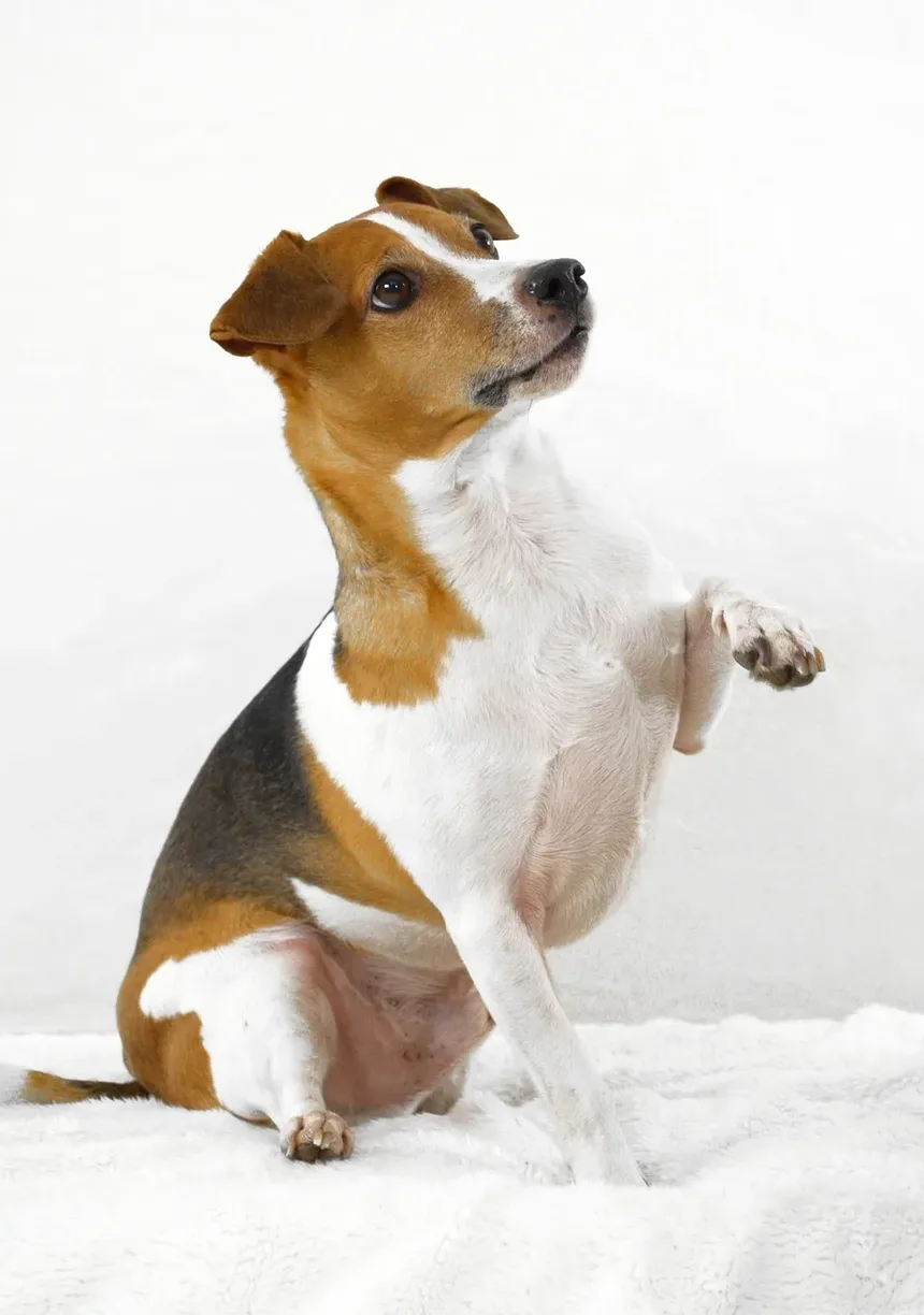 Melhor Comida Caseira para Cães Boxer: Um Guia Completo