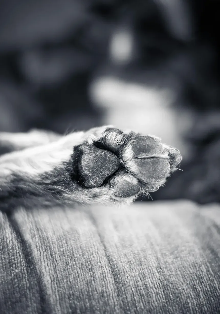 Melhor Comida Caseira para Cães Diabéticos