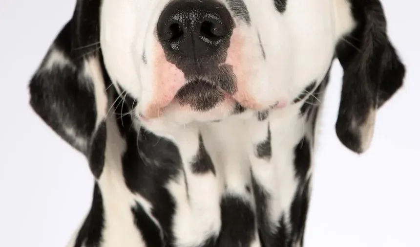 Melhor Comida Caseira para Cães Diabéticos