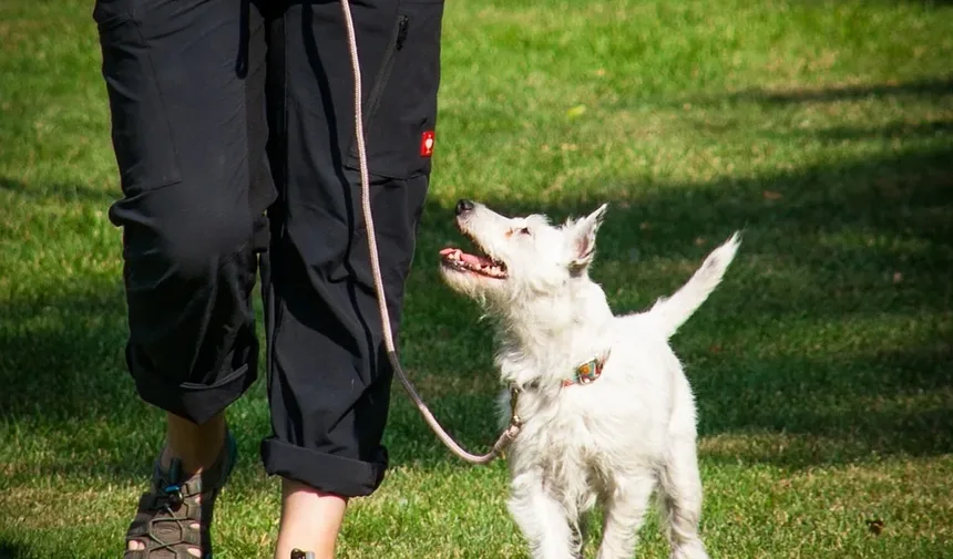 Melhor Comida Caseira para Cães com Cristais de Estruvita