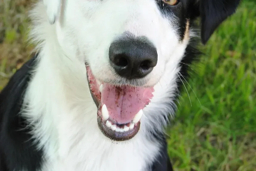 Melhor Comida Caseira para Cães com Cristais de Estruvita