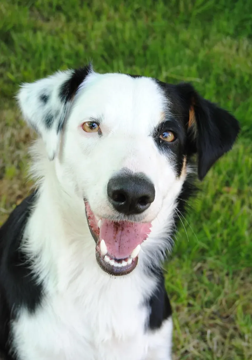 Melhor Dieta Crua Caseira para Cães: Um Guia Completo