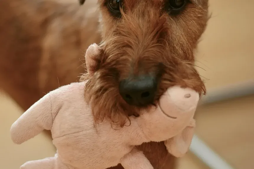 Melhor Dieta Renal Caseira para Cães