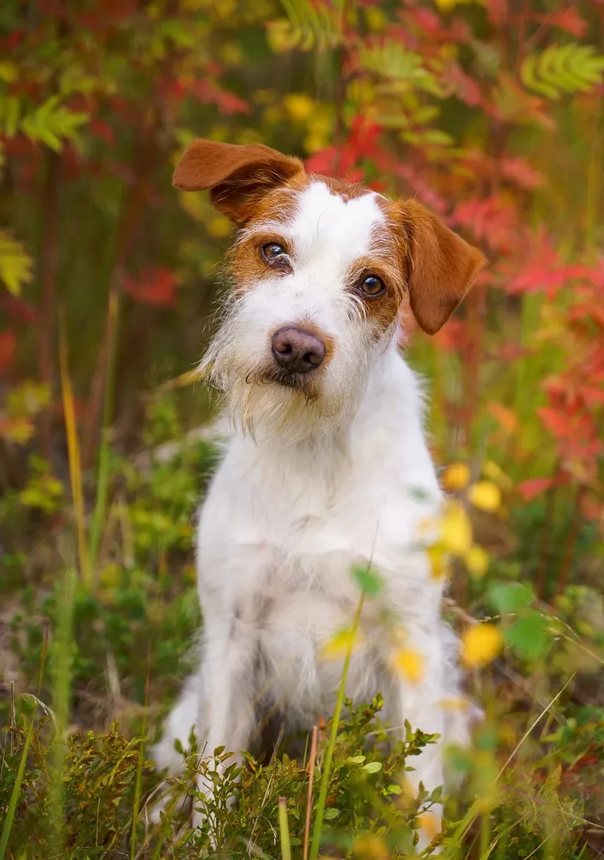 Melhores Suplementos para Articulações de Cães no Canadá: Um Guia Completo